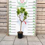 Mini marhuľa nízkokmenná (Prunus armeniaca) ´APRIGOLD´® - stredne skorá, výška 60-80 cm, kont. C5L